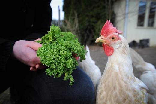 Høne hos Frie Vinger